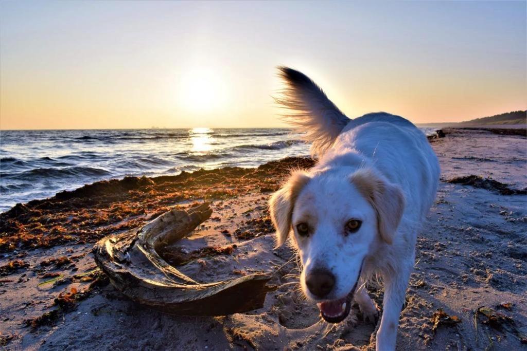 Haus Am Strand เบรเกอ ภายนอก รูปภาพ
